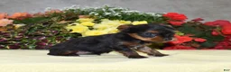 Yorkshire Terrier dogs for sale: Cora | Teacup  - Ad 3
