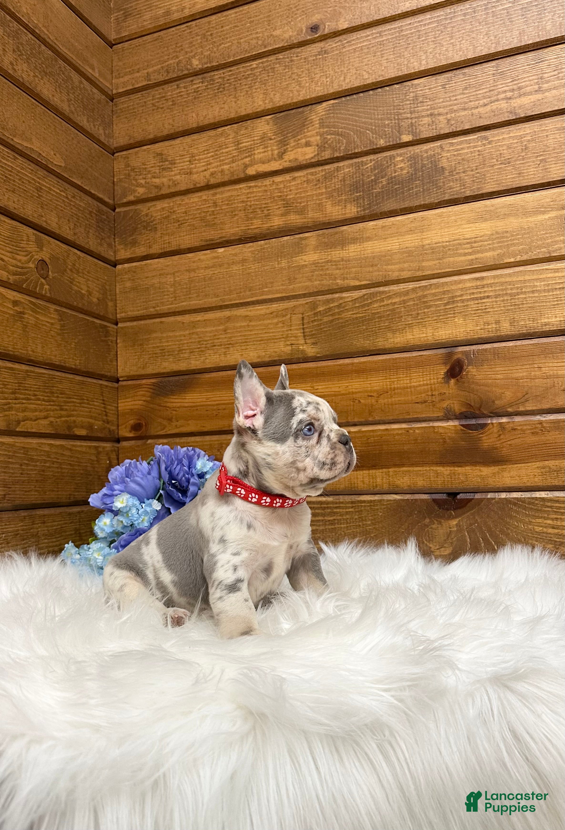 French Bulldog dogs Kowen - Ad 2