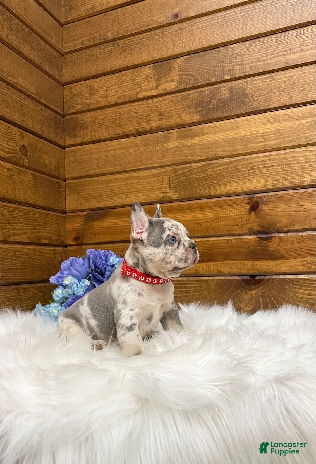 French Bulldog dogs for sale: Kowen - Ad 2