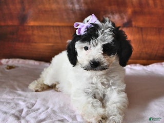 Miniature Poodle dogs - Ad 40