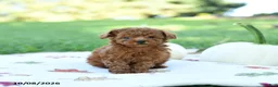 Toy Poodle dogs for sale: Pumpkin - Ad 5