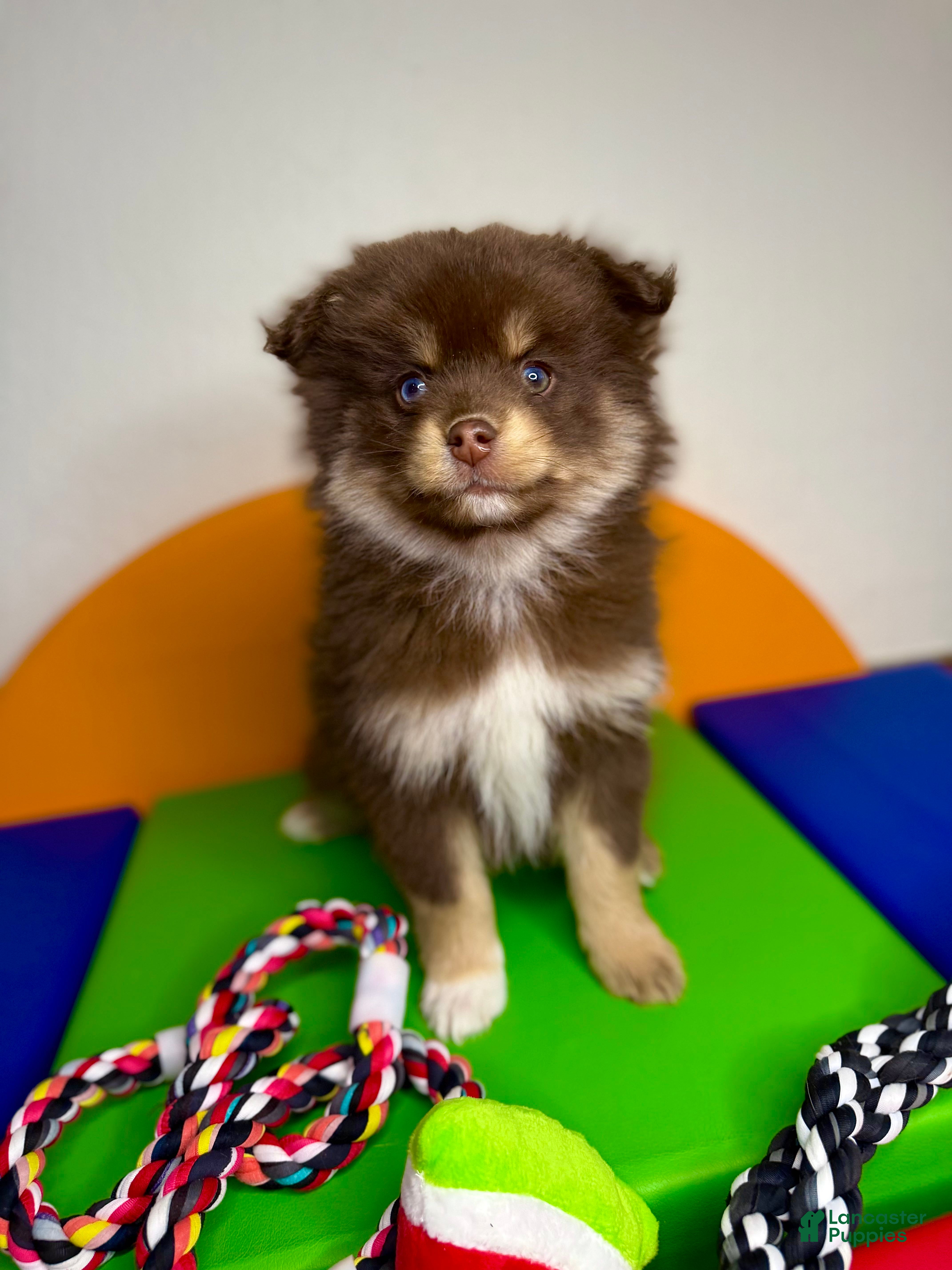 Pomsky dogs Teddy - Ad 2