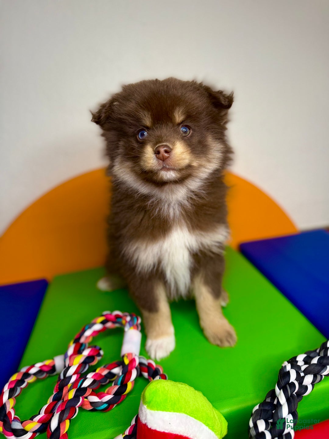 Pomsky dogs for sale: Teddy - Ad 2
