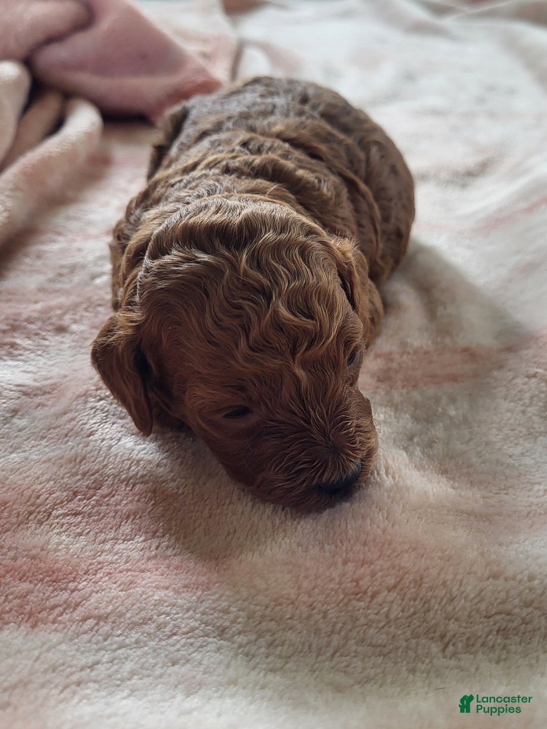 Goldendoodle dogs for sale: Rachel - Ad 8