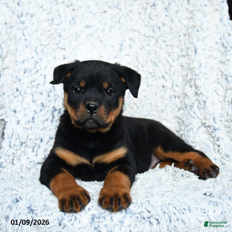 Rottweiler dogs Selena - Ad 8