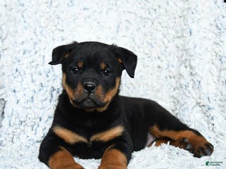 Rottweiler dogs for sale: Selena - Ad 2