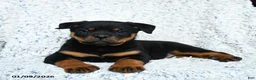 Rottweiler dogs for sale: Selena - Ad 4