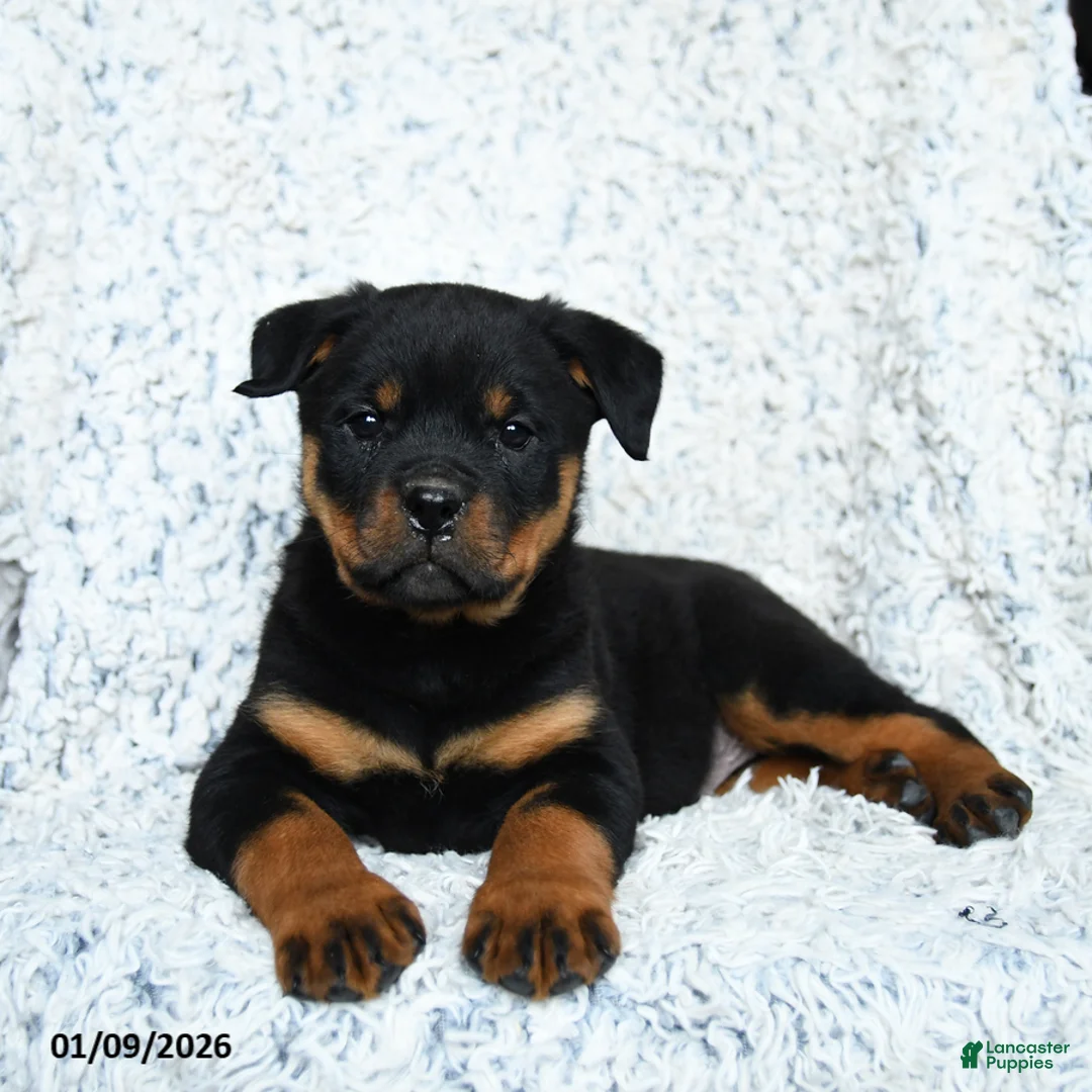 Rottweiler dogs for sale: Selena - Ad 4