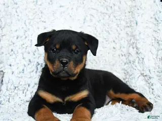 Rottweiler dogs Selena - Ad 2