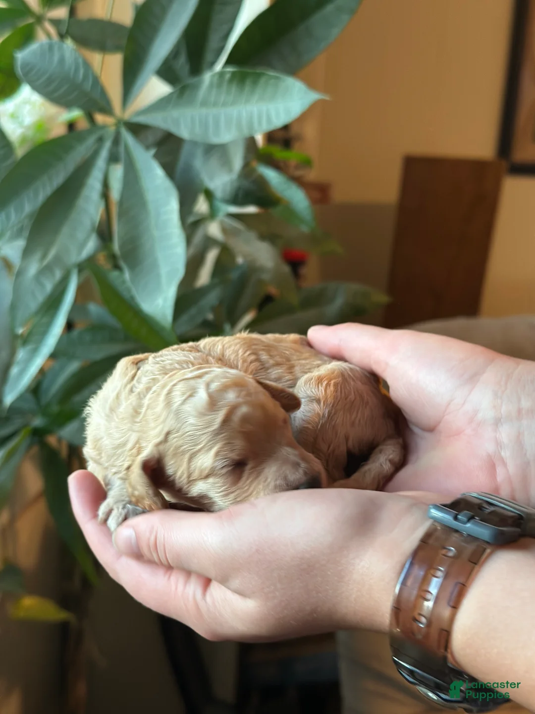Standard Poodle dogs for sale: Standard Poodle 4 - Ad 1