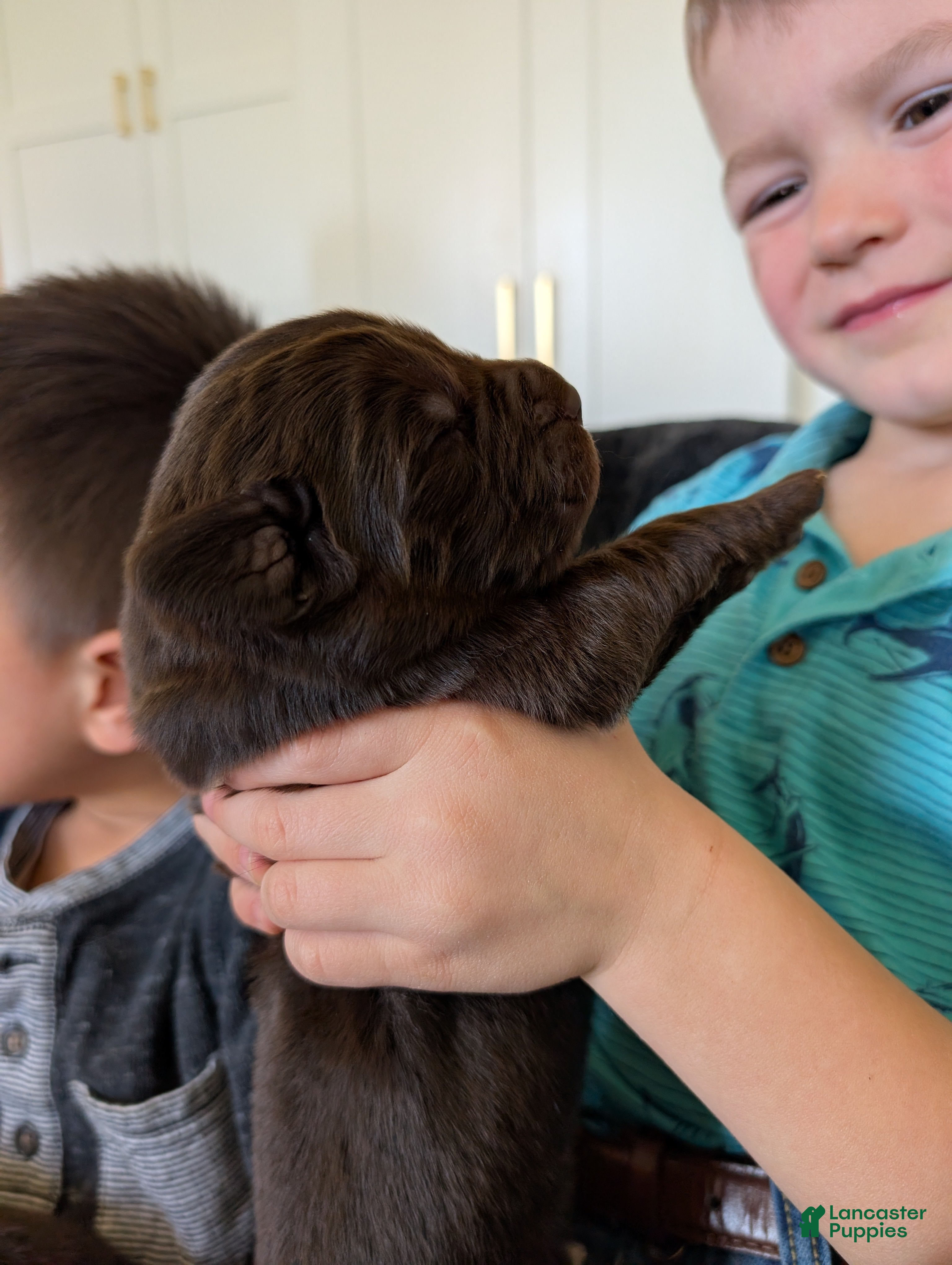 Newfoundland dogs Harper - Ad 19