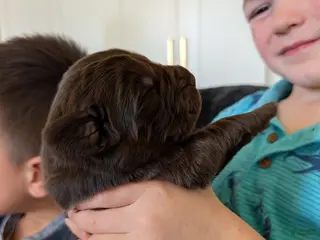 Newfoundland dogs Harper - Ad 18