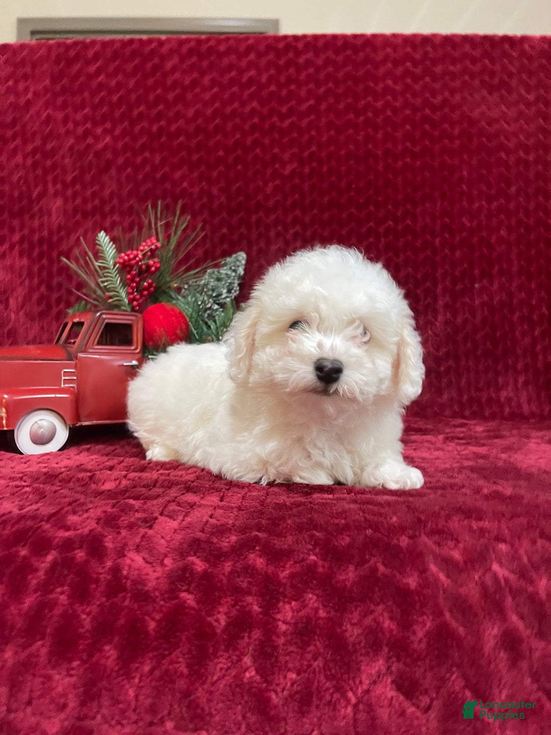 Bichon Frise dogs for sale: Rover - Ad 3