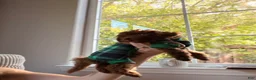 Toy Poodle dogs for sale: Toy Poodle 1 - Ad 2