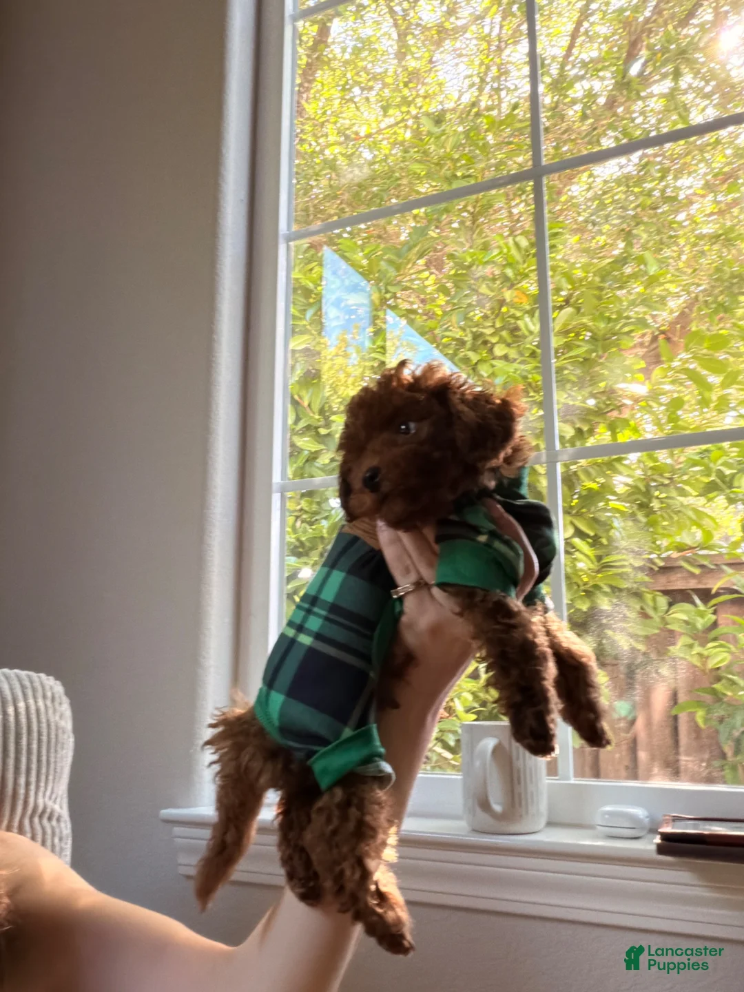 Toy Poodle dogs for sale: Toy Poodle 1 - Ad 2