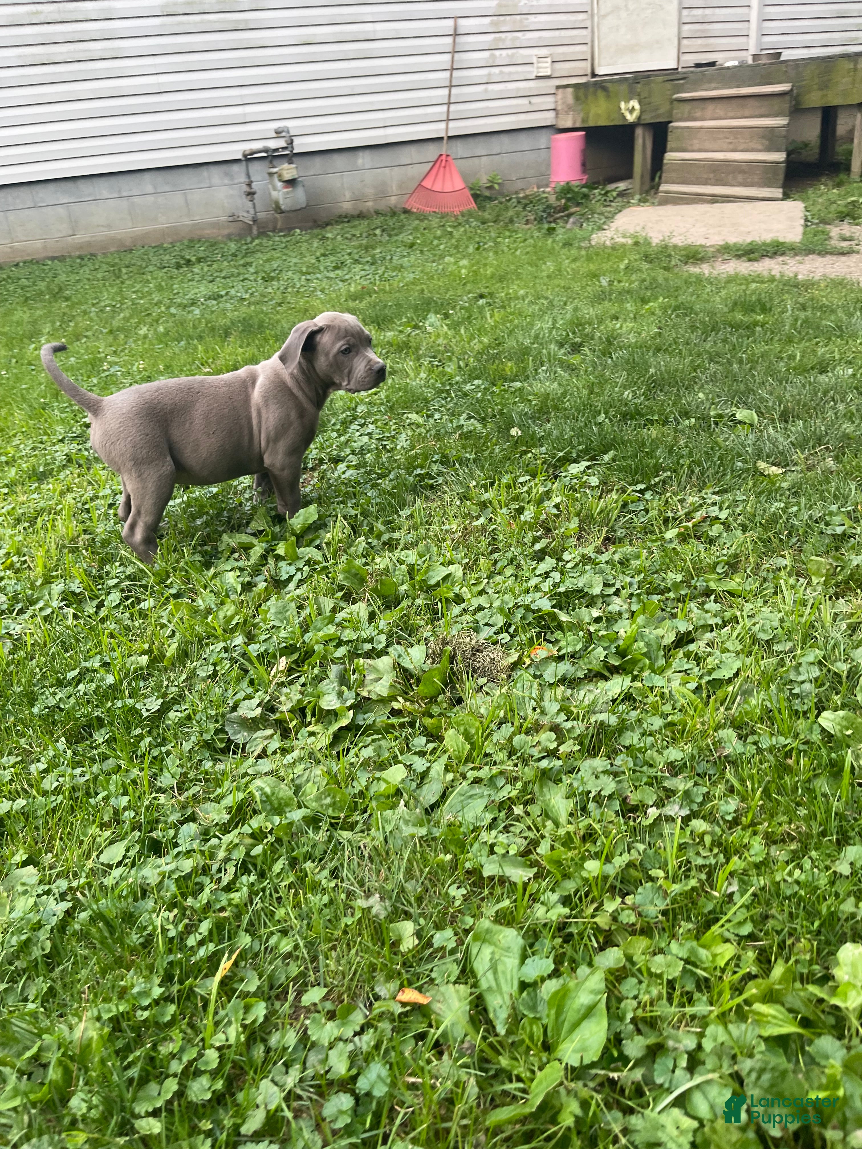 American Bully dogs American Bully 1 - Ad 1
