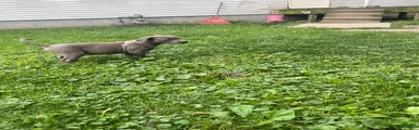 American Bully 1