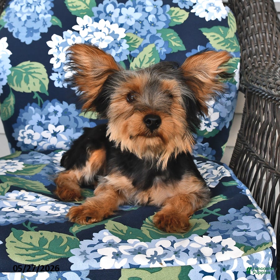 Yorkshire Terrier dogs Ranger - Ad 1