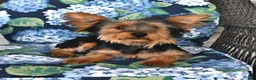 Yorkshire Terrier dogs for sale: Ranger - Ad 1