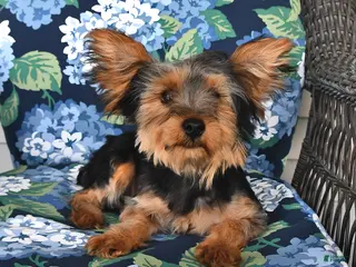 Yorkshire Terrier dogs for sale: Ranger - Ad 3