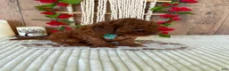 Mini Goldendoodle dogs for sale: Mr. Sunshine - Ad 12