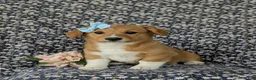 Welsh Corgi Pembroke dogs for sale: Maxie AKC Registered - Ad 1