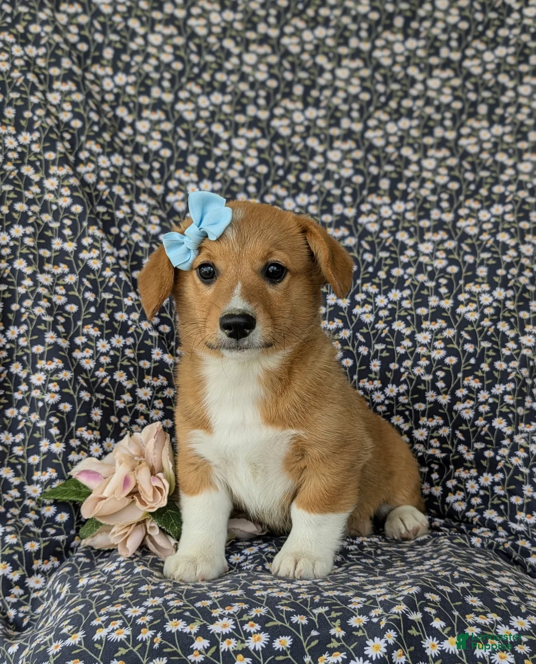 Welsh Corgi Pembroke dogs for sale: Maxie AKC Registered - Ad 1