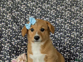 Welsh Corgi Pembroke dogs for sale: Maxie AKC Registered - Ad 3