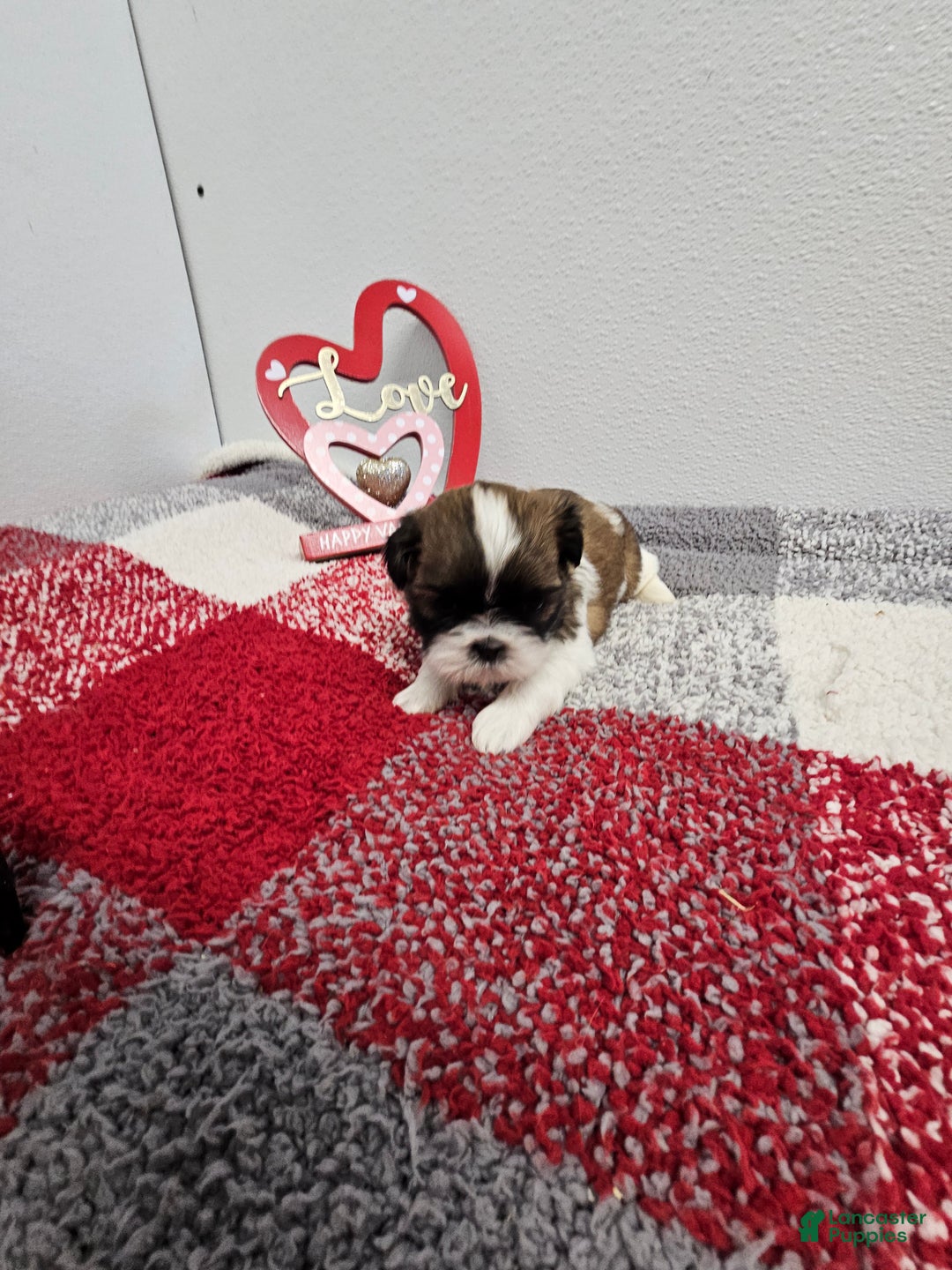 Shih Tzu dogs for sale: Bentley Ckc - Ad 1