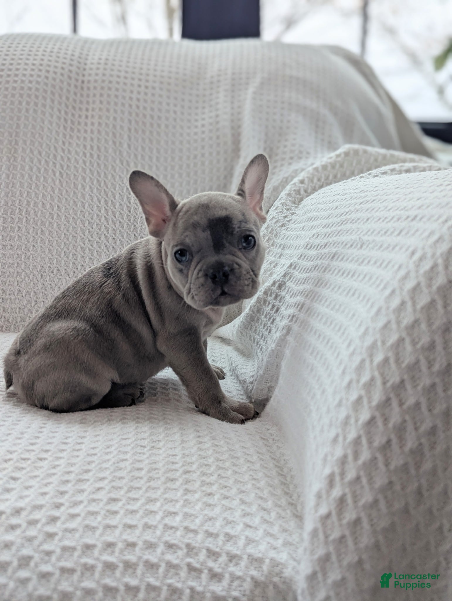 French Bulldog dogs Marble  - Ad 1