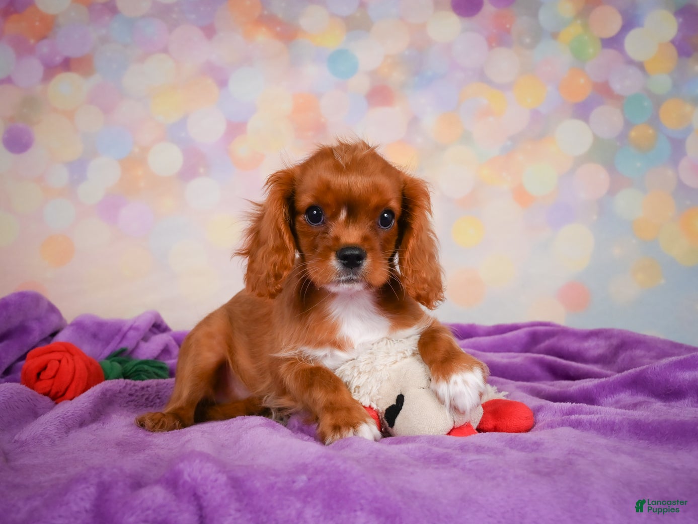 Cavalier King Charles Spaniel dogs Chase - Ad 1