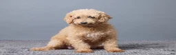 Maltipoo dogs for sale: Tyler - Ad 6