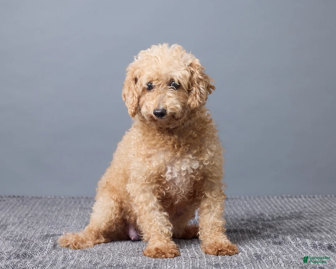 Maltipoo dogs for sale: Tyler - Ad 6