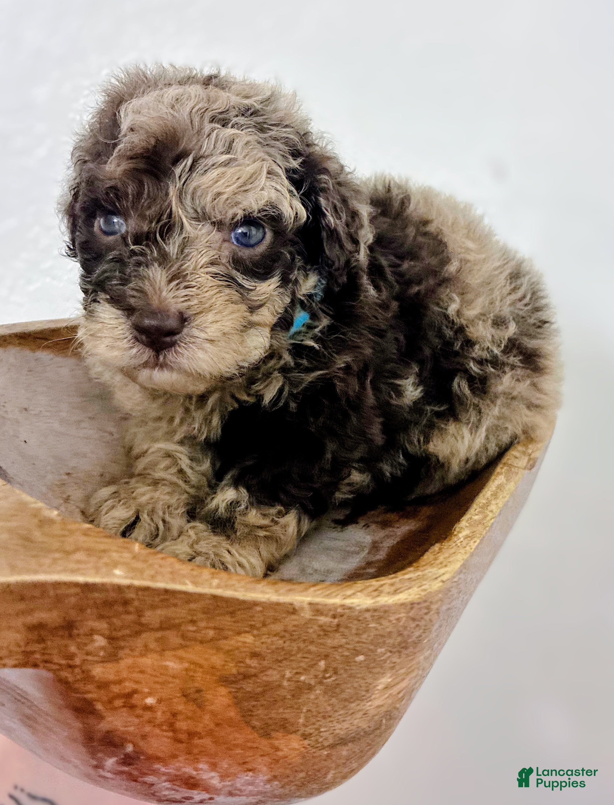Mini Aussiedoodle dogs Benny - Ad 1