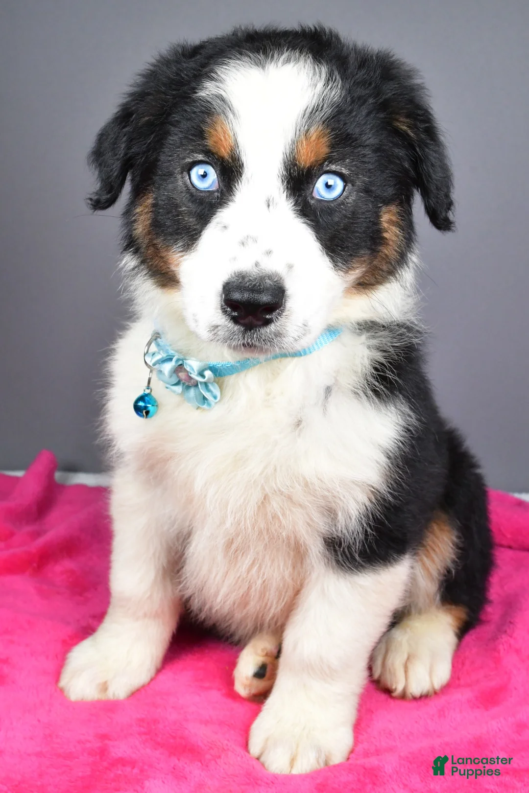 Australian Shepherd dogs for sale: Espresso - Ad 1