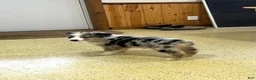 Australian Shepherd dogs for sale: Raptor  - Ad 5