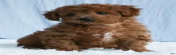 Toy Poodle dogs for sale: Waffles 🧇  - Ad 3