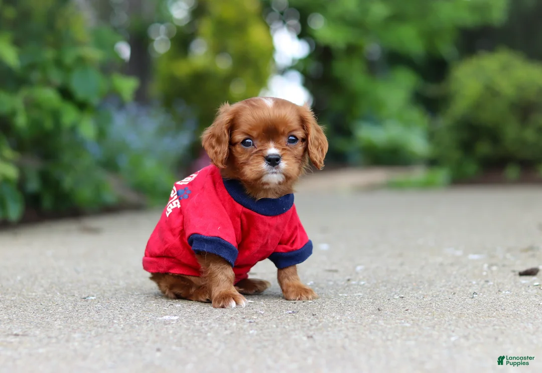 Cavalier King Charles Spaniel dogs for sale: George - Ad 2