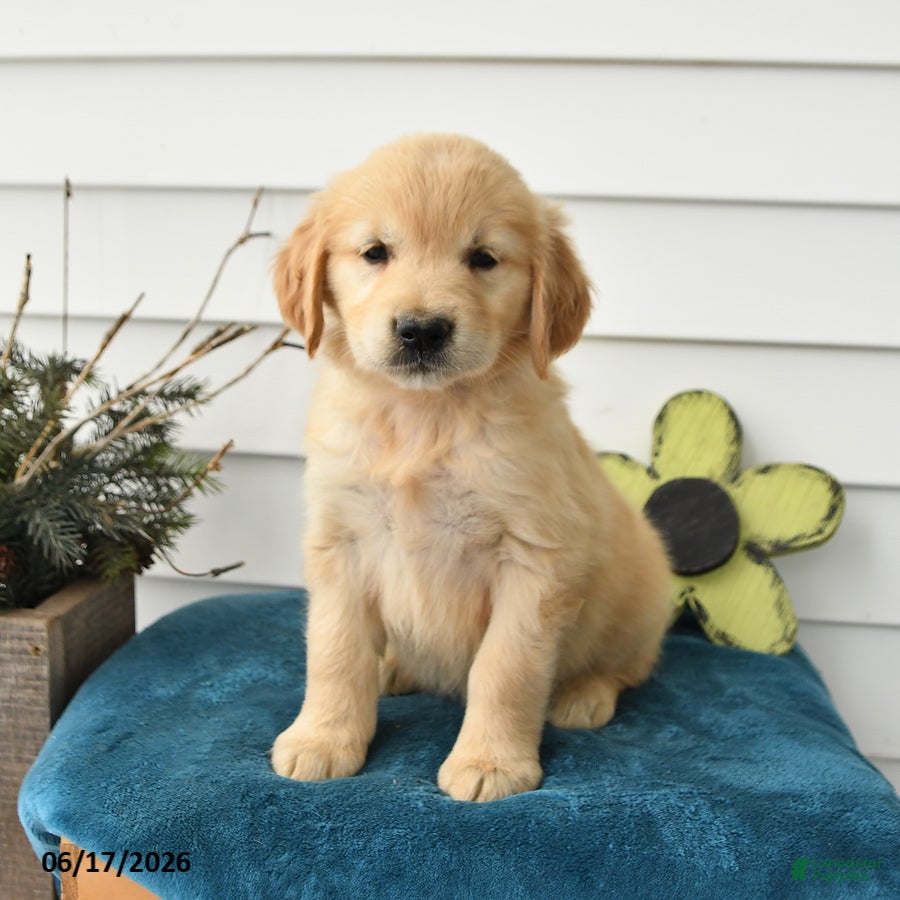 Golden Retriever dogs Melody - Ad 2