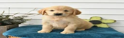 Golden Retriever dogs for sale: Melody - Ad 2