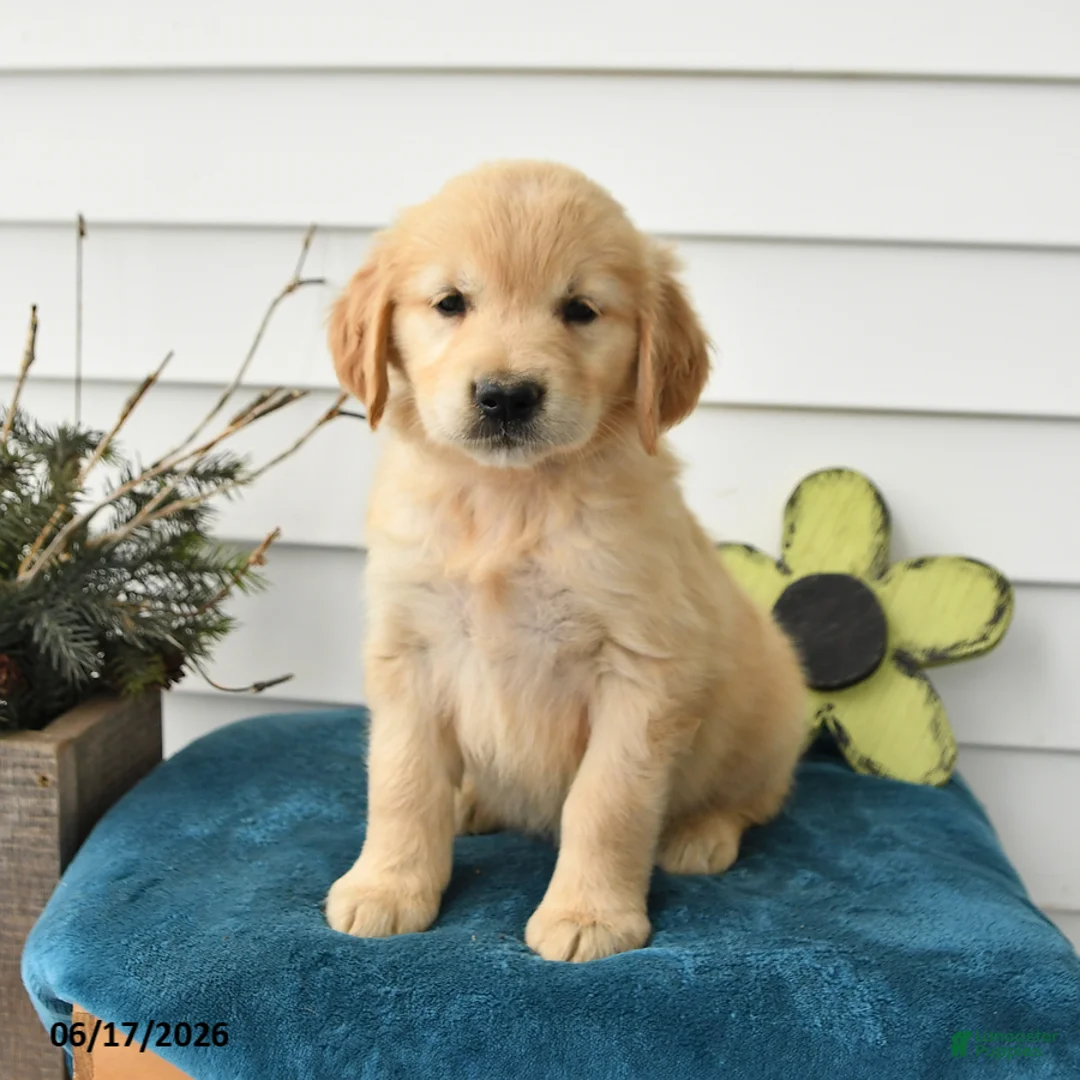 Golden Retriever dogs for sale: Melody - Ad 2