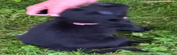 Labrador Retriever dogs for sale: Labrador Retriever 1 - Ad 13