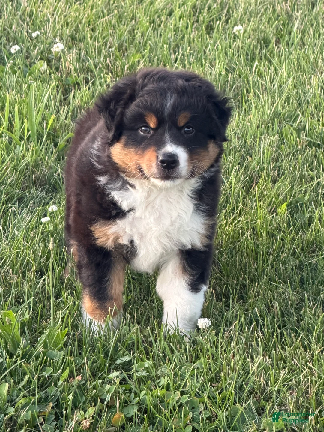 Australian Shepherd dogs for sale: Marshal  - Ad 1