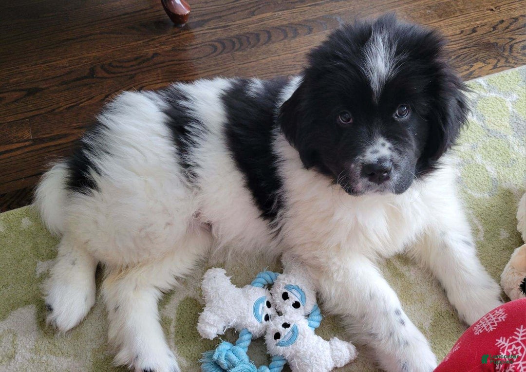 Gallery Image {{count}}