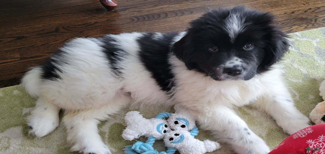 Gallery Image {{count}}