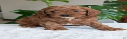 Cavapoo dogs for sale: Myles - Ad 24
