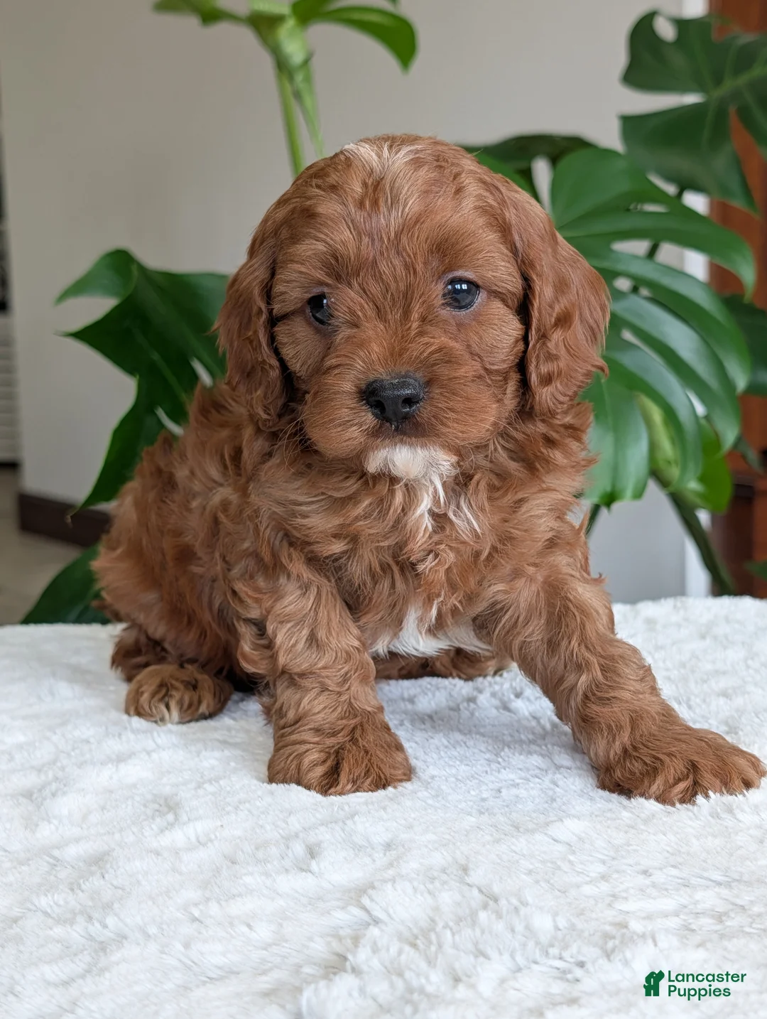 Cavapoo dogs for sale: Myles - Ad 24