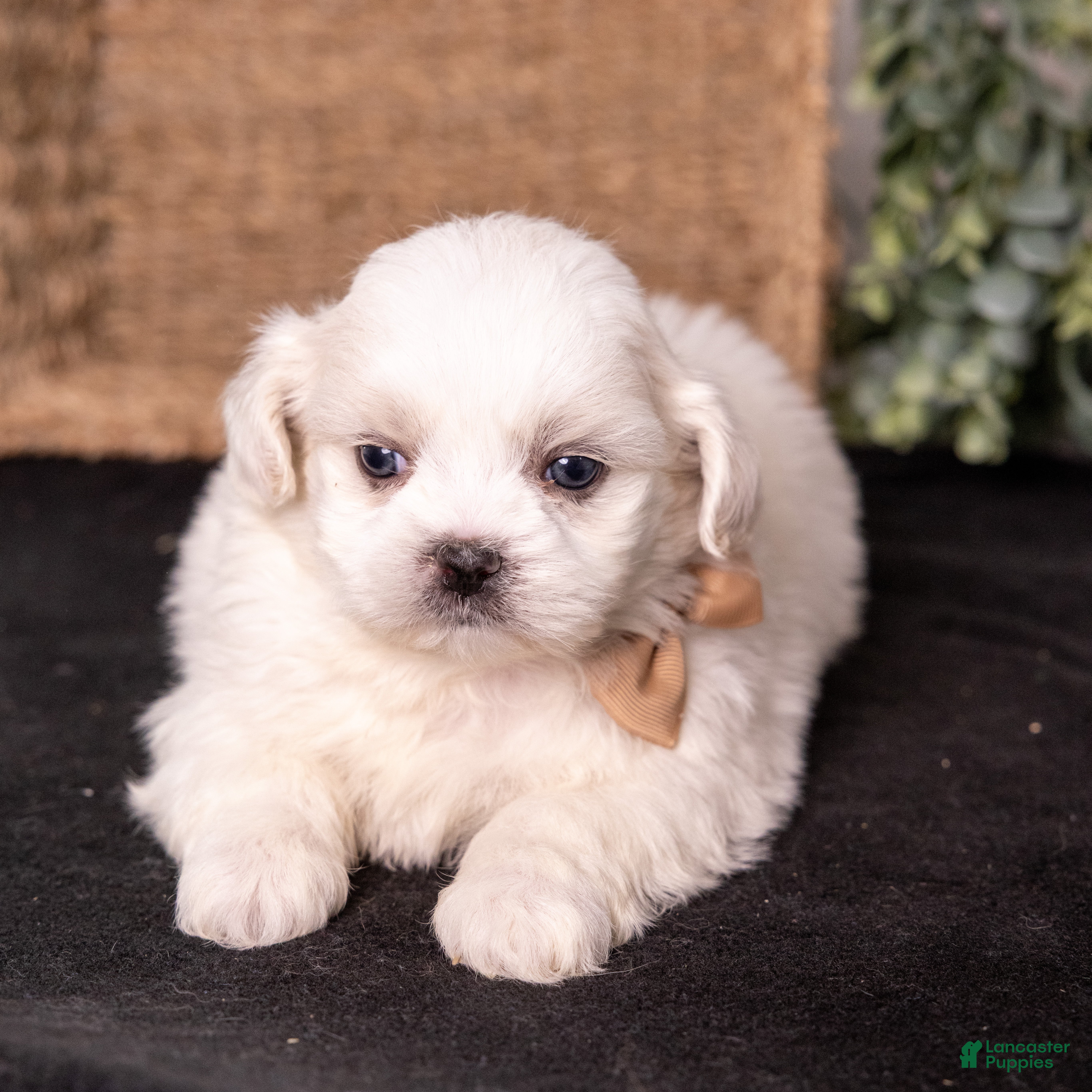 Mixed Breed dogs Watson - Ad 2