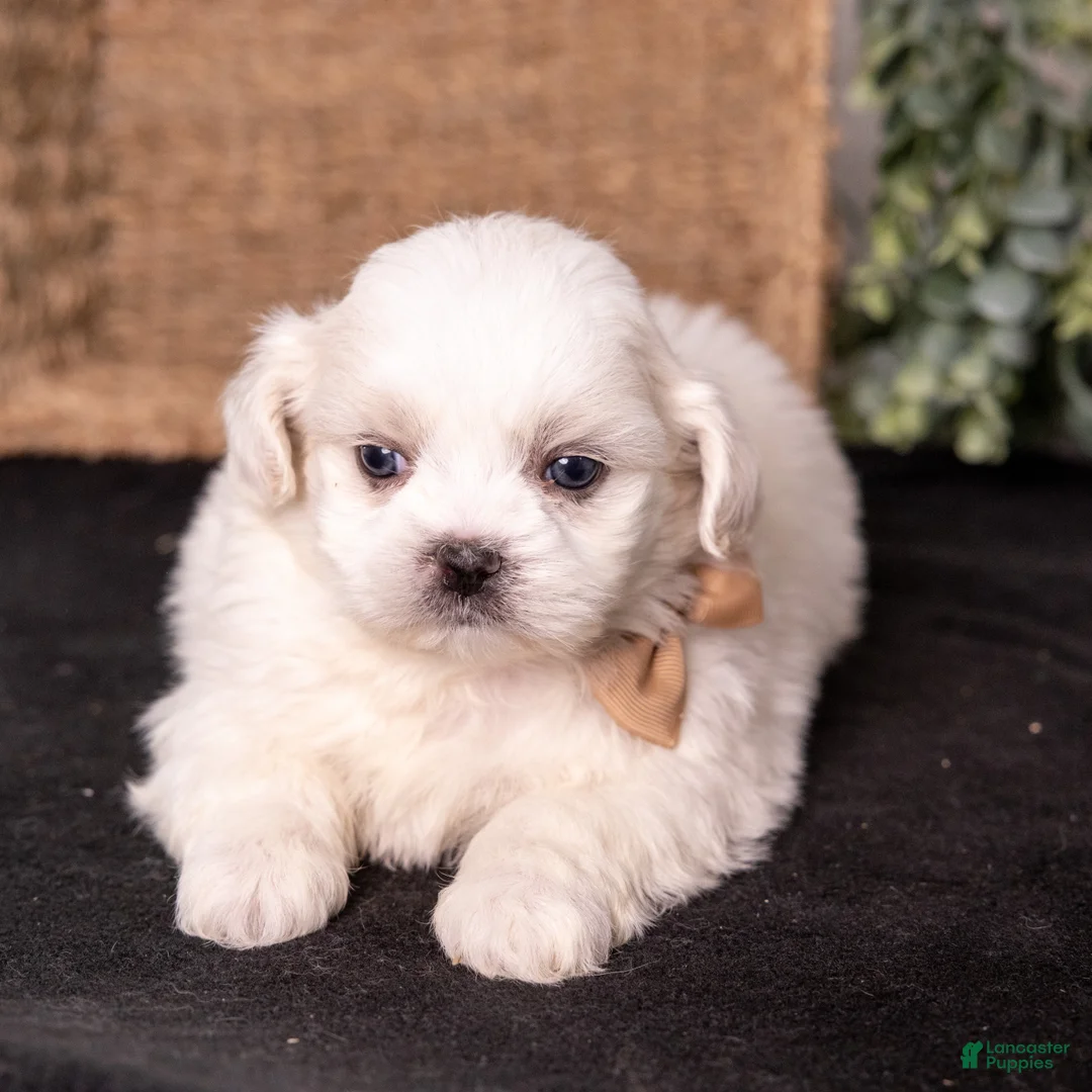 Mixed Breed dogs for sale: Watson - Ad 2