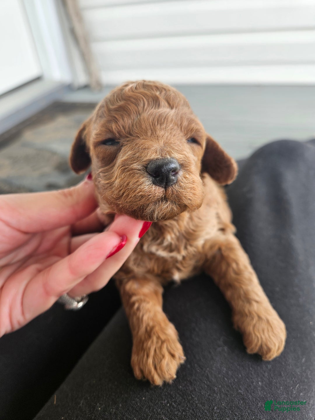Cavapoo dogs for sale: Sully - Ad 2